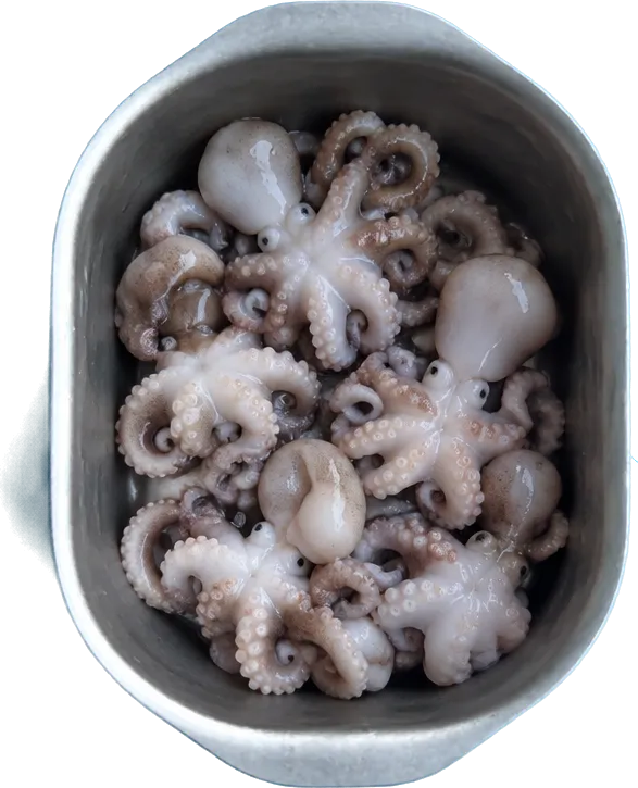 Nel secondo contenitore mettete 300 g di moscardini freschi interi.
